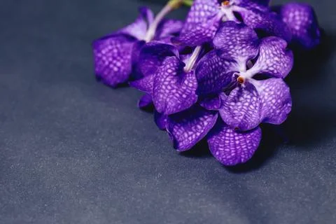 Orchid blue on simple gray background Stock Photos