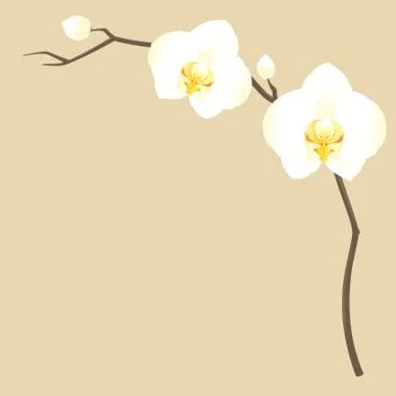 Orchid border Stock Illustration