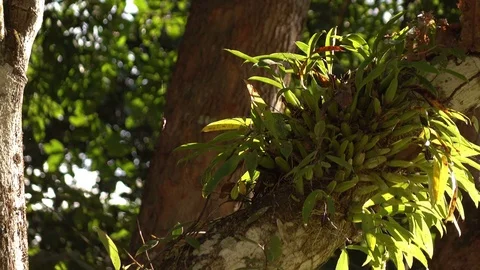 Orchid on branch tree Stock Footage 82731524
