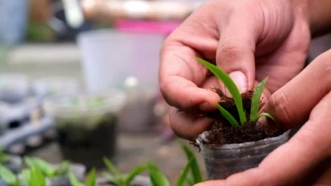 Orchid breeding process Stock Footage 275535664