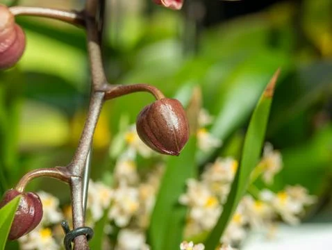 Orchid bud close-up Stock Photos