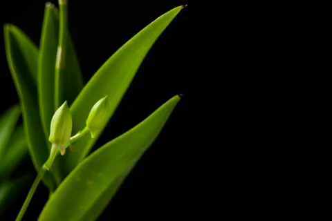 Orchid buds Stock-Fotos