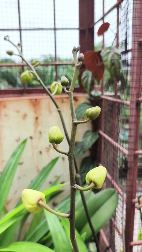Orchid buds sway gently in the breeze, against a blurred background. Close-up Stock Footage 334548853
