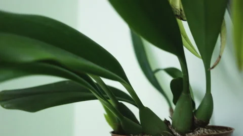 Orchid bulbophyllum medium-large pot indoors. Real time, natural light, indoor, Stock Footage 99604102