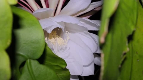 Orchid Cactus Bloom through foliage 4K 30 FPS Stock Footage 232901397