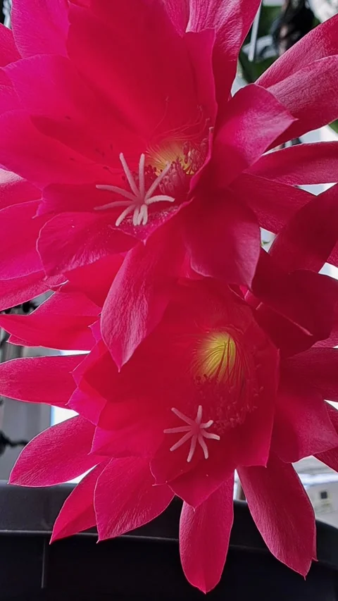 Orchid Cactus Flower Vertical Stock Footage 308015677