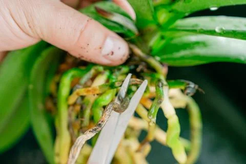Orchid care scissors Фото