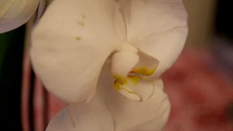 Orchid close up Stock Footage 123418850