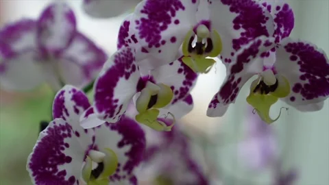 Orchid close up Video stock 197141516