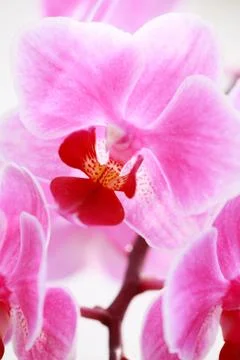 Orchid close-up Stock Photos