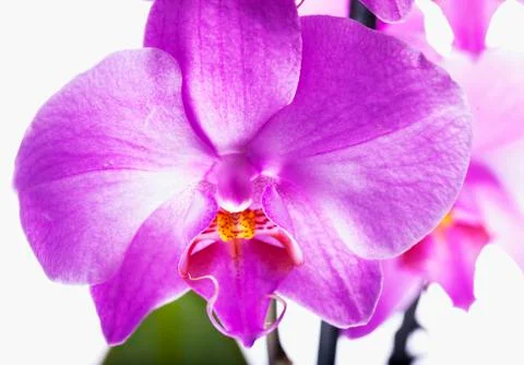 Orchid in close up Stock Photos