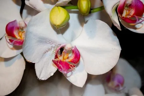 Orchid close up Stock Photos