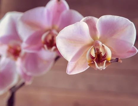 Orchid, close-up Stock Photos