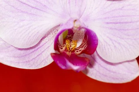 Orchid close up Stock Photos