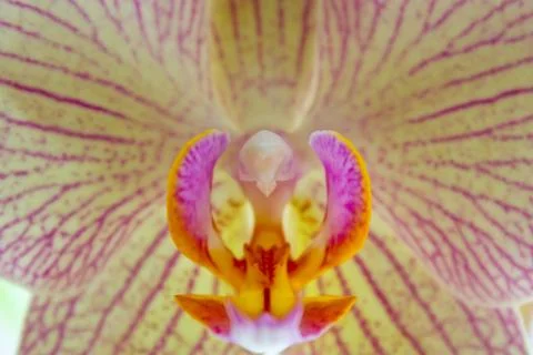 Orchid closeup Stock Photos
