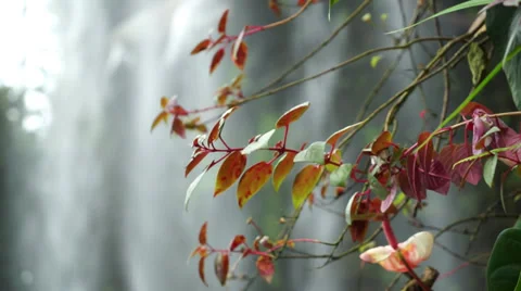 Orchid Cloud City Stock Footage 37900839