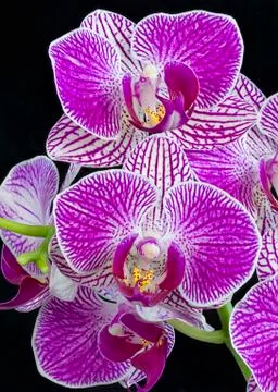 Orchid Cluster Stock Photos