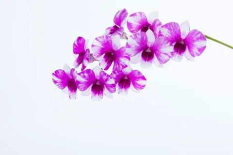 The orchid Dendrobium Stock Photos