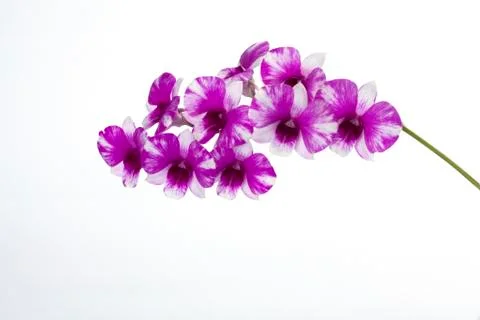 The orchid Dendrobium Stock Photos