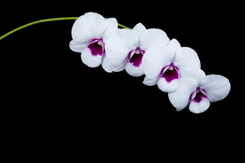 The orchid Dendrobium Stock Photos