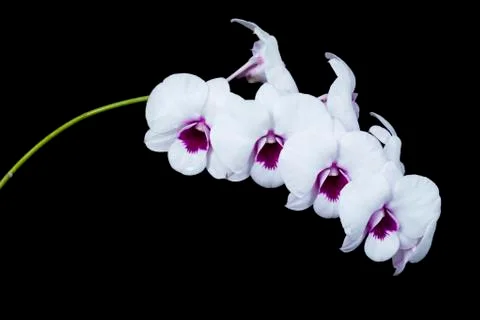The orchid Dendrobium Stock Photos
