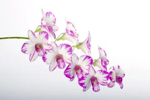 The orchid Dendrobium Stock Photos