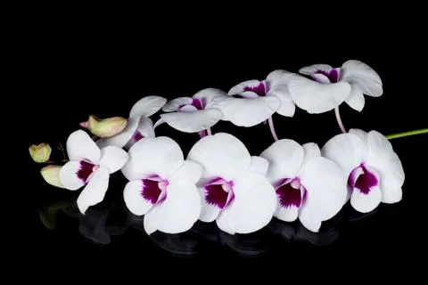The orchid Dendrobium Stock Photos