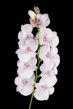 The orchid Dendrobium Stock Photos