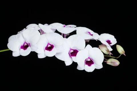 The orchid Dendrobium Stock Photos