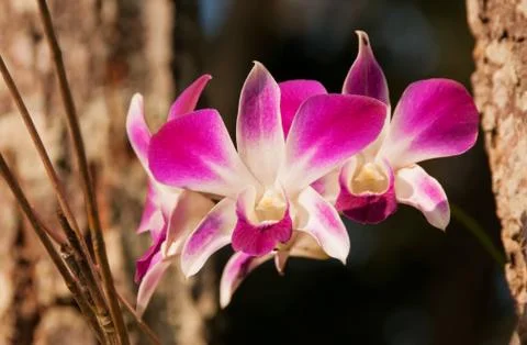 Orchid Dendrobium Stock Photos