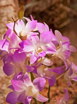Orchid Dendrobium Stock Photos