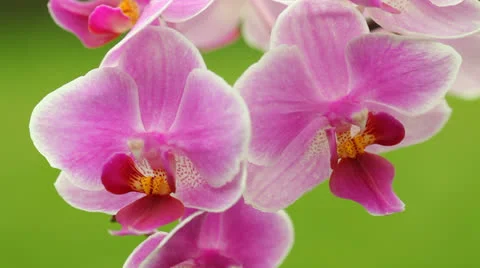 Orchid detail Stock Footage 24234135