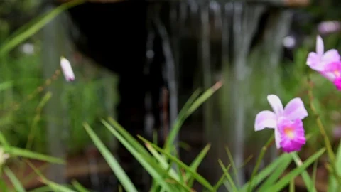 Orchid by falling water camera slider Stock Footage 114901344