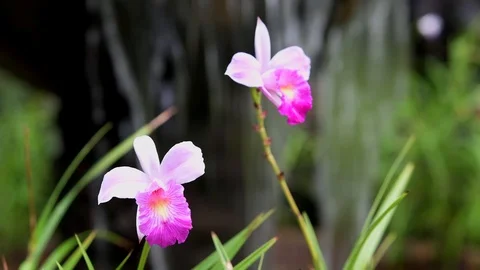 Orchid by falling water focus rack Stock Footage 114901594