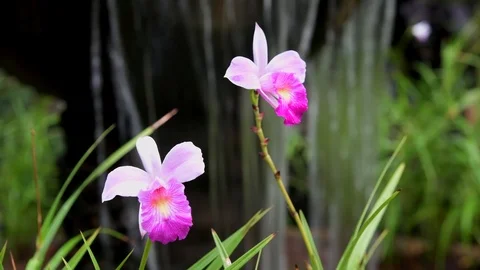 Orchid by falling water no camera move Stock Footage 114901587