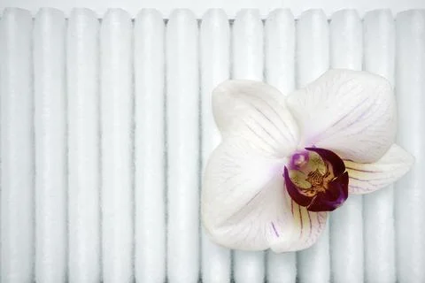 Orchid on filter Stock Photos