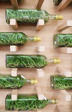 Orchid flasks, each contains 35-45 orchid seedlings with nutrient gel Stock Photos
