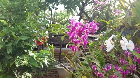 Orchid flower (1) Stock Footage 275827285