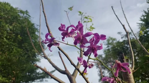 Orchid flower (2) Video stock 275827281