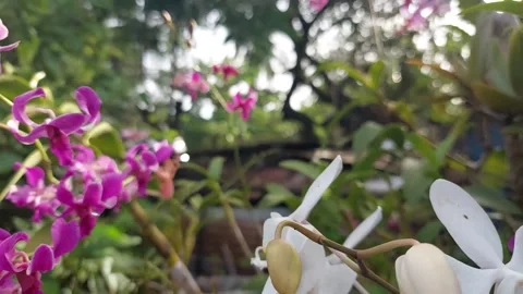 Orchid flower (3) Stock Footage 275827306