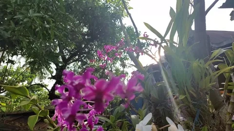 Orchid flower (4) Stock-Footage 275827291