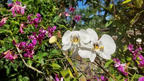 Orchid flower (5) Stock-Footage 275827283