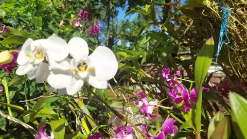 Orchid flower (6) Stock Footage 275827316