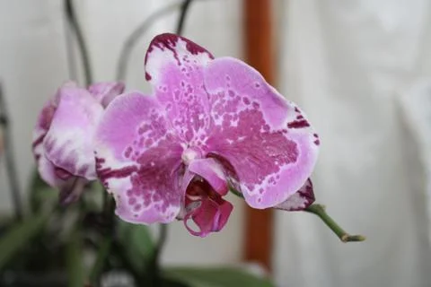 Orchid Flower - Beautiful Blooms Stock Photos