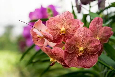 Orchid flower beautiful from farm in Thailand. Stock Photos