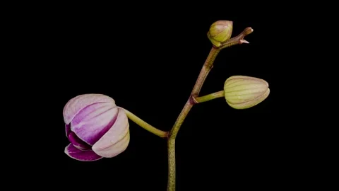 Orchid flower blooming opening time lapse 動画素材 341969764