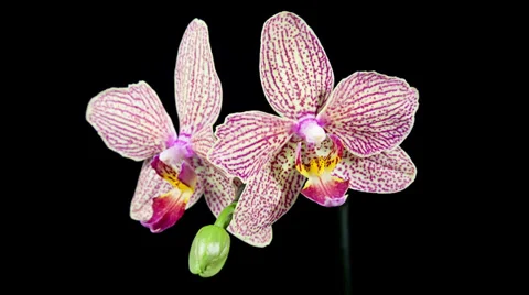 Orchid flower blooming timelapse Stock Footage 33712967