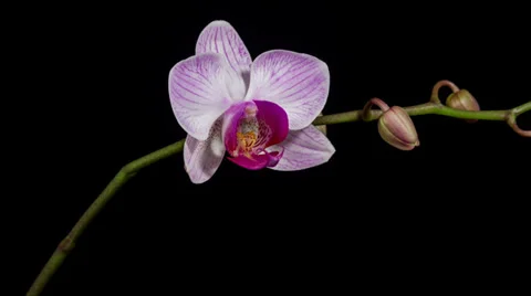 Orchid flower blooming timelapse Stock Footage 33712988
