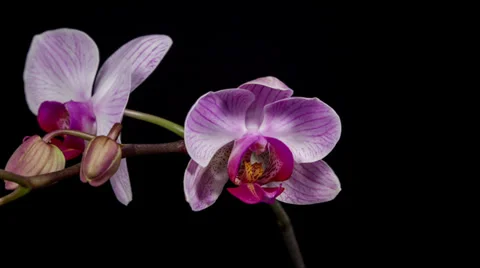 Orchid flower blooming timelapse Stock Footage 33713153