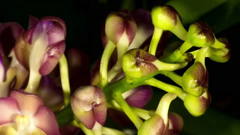 Orchid flower blossoming 스톡 동영상 222673565